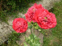 50 Wildflower Poppy seeds,Papaveraceae