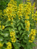 Great Organic cottage garden favourite