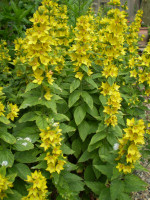 Great Organic cottage garden favourite