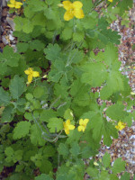2 Organic Norfolk Celandine wild flower root system,Chelidonium majus.