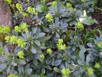 2 Pretty Organic Norfolk Euphorbia amygdaloides,The wood spurge,Drought tolerant