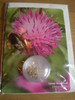 Lesser knapweed seed card