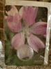Musk Mallow greeting card with seeds