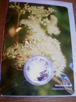 Wildflower Seeds Gardeners Greeting Card,Meadowsweet,Filipendula ulmaria