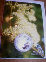 Meadowsweet greetings card with seeds