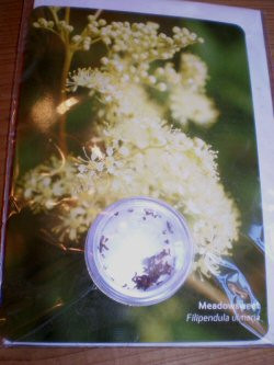Meadowsweet greetings card with seeds