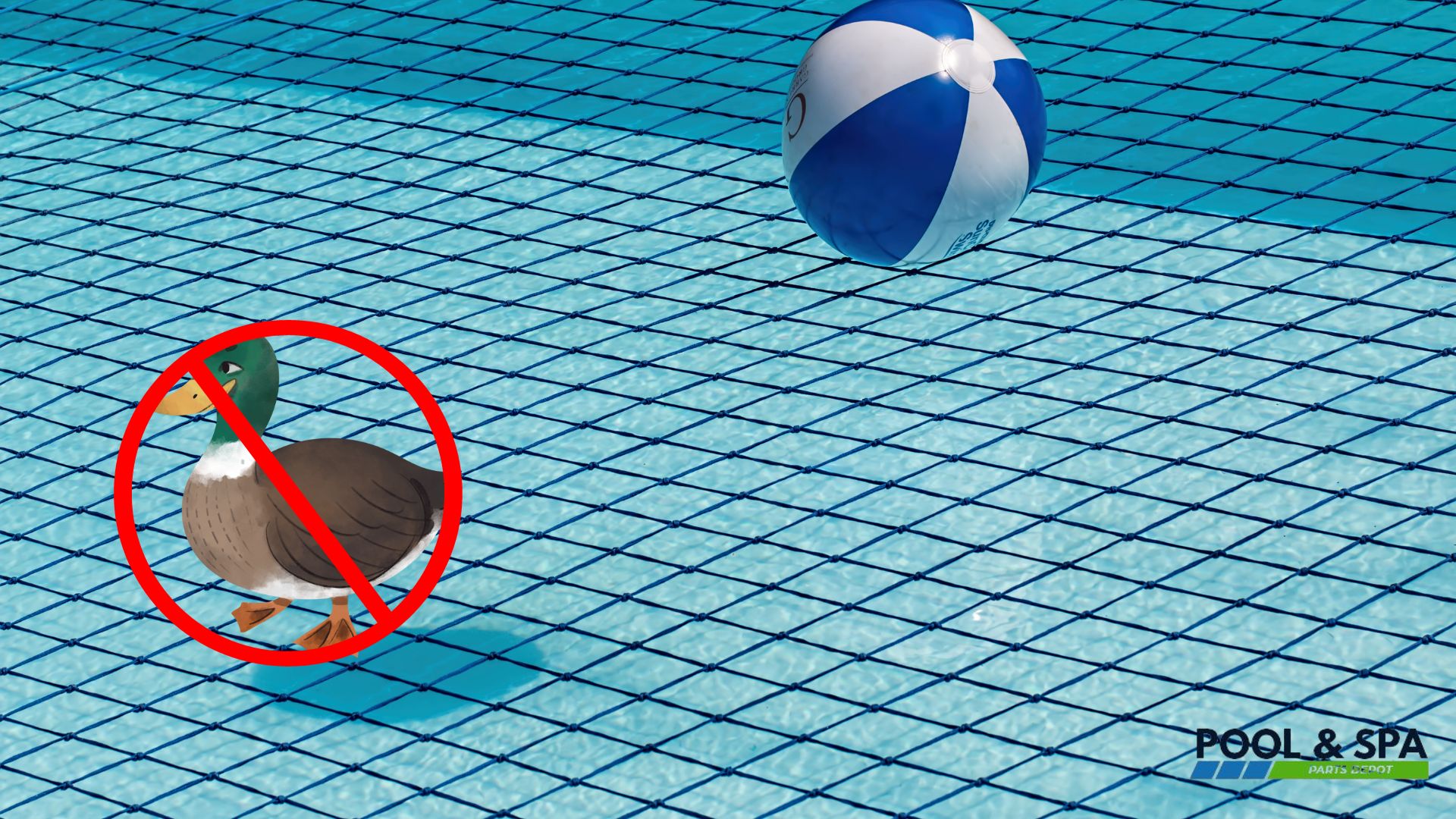 How to Keep Ducks Out of The Pool? Pool and Spa Parts Depot