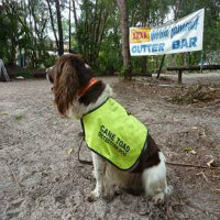 brisbane-city-council-cane-toad-detector-dog.jpg brisbane-city-council-cane-toad-detector-dog.jpg