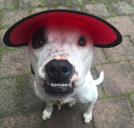 dh362-daisy-staffyx.jpg dh362-daisy-staffyx.jpg