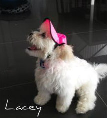 dog-hat-364-lacey-hot-pink.jpg dog-hat-364-lacey-hot-pink.jpg