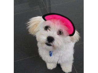dog-hat-364-lacey-in-hot-pink.jpg dog-hat-364-lacey-in-hot-pink.jpg