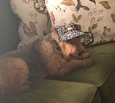 mpphoto-ginger-welshterriera.jpg mpphoto-ginger-welshterriera.jpg