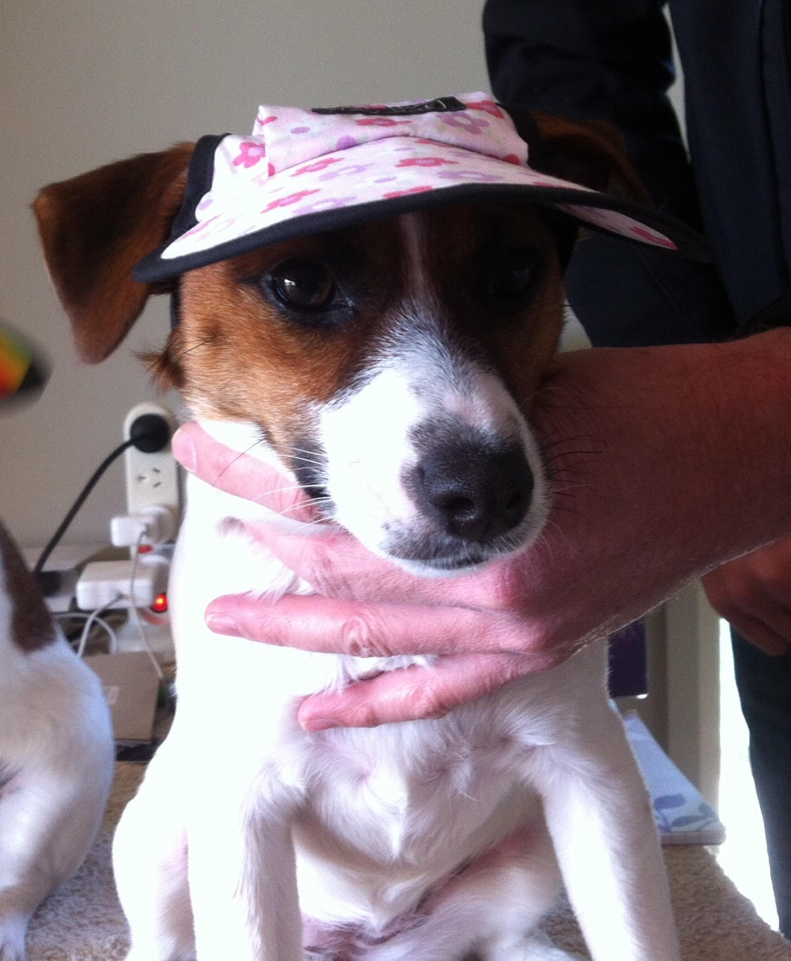 photogallery-daisy.jpg photogallery-daisy.jpg