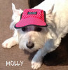 Molly in her beautiful new dog hat.