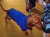 Royal Blue Fleecy Dog Jumper
Custom size for Dachshund: Longer length & shorter sleeves.
Call us, or use "Contact Us" form to enquire re prices for custom-size jumpers.
