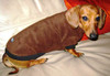 Porsche (Dachshund) showing off her new dog jumper.  Commented:.......sincere thanks...The customised fit was absolutely perfect! 
NOTE: Surcharge for custom sizes