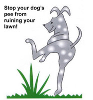 Is your dog's pee ruining your lawn?
