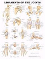 Ligaments of the Joints Chart 20 x26
