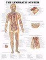 Lymphatic System Chart 20 w X 26 h