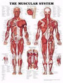 Muscular System Chart 20 w X 26 h