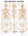 Skeletal System Chart 20 w X 26 h