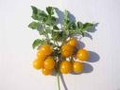 Mini Orange Tomato Seeds