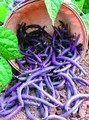 Wholesale Royal Burgundy Green Bean Seeds