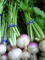 Wholesale Purple Top White Globe Turnip Seeds-3/4 Pound