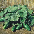 Spacemaster 80 Cucumber Seeds