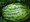 If you are in to LARGE watermelons this one is a m\MUST!