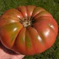 Henderson Pink Tomato Seeds