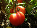 Rose de Summer Tomato Seeds*VERY RARE!