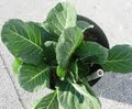 Wholesale  Vates Collard Greens-10,000 Seeds