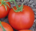 Double Rich Tomato Seeds