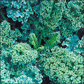 Bulk Dwarf Blue Kale Seeds-Big Pack