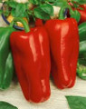 Bulk Marconi Rosso (Red) Sweet Pepper Seeds-500 Seeds