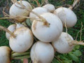 Wholesale White Egg Turnip Seeds-1/2 Pound