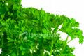 Parsley Seeds-Curley (Moss Curled)