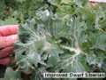 Bulk Siberian Dwarf Kale Seeds-5,000 Seeds