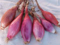 Red Torpedo Onion Seeds