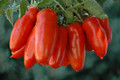Wholesale San Marzano Tomato Seeds