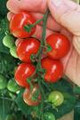 Bulk Tiny Tim Tomato Seeds