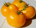 Wholesale Golden Jubllee Tomato Seeds  25