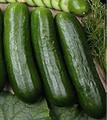 Wholesale Beth Alpha Cucumber Seeds