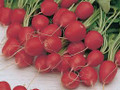 Cherry Belle Radish Seeds-Big Pack