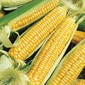 Bulk Bantam Cross Sweet Corn Seeds
