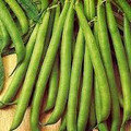 Wholesale Tendergreen Bush Green Bean Seeds 1