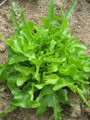 Wholesale Oak Leaf Lettuce Seeds