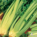 Giant Golden Pascal Celery Seeds
