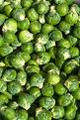 Wholesale Brussels SproutsSeeds-Long Island Improved